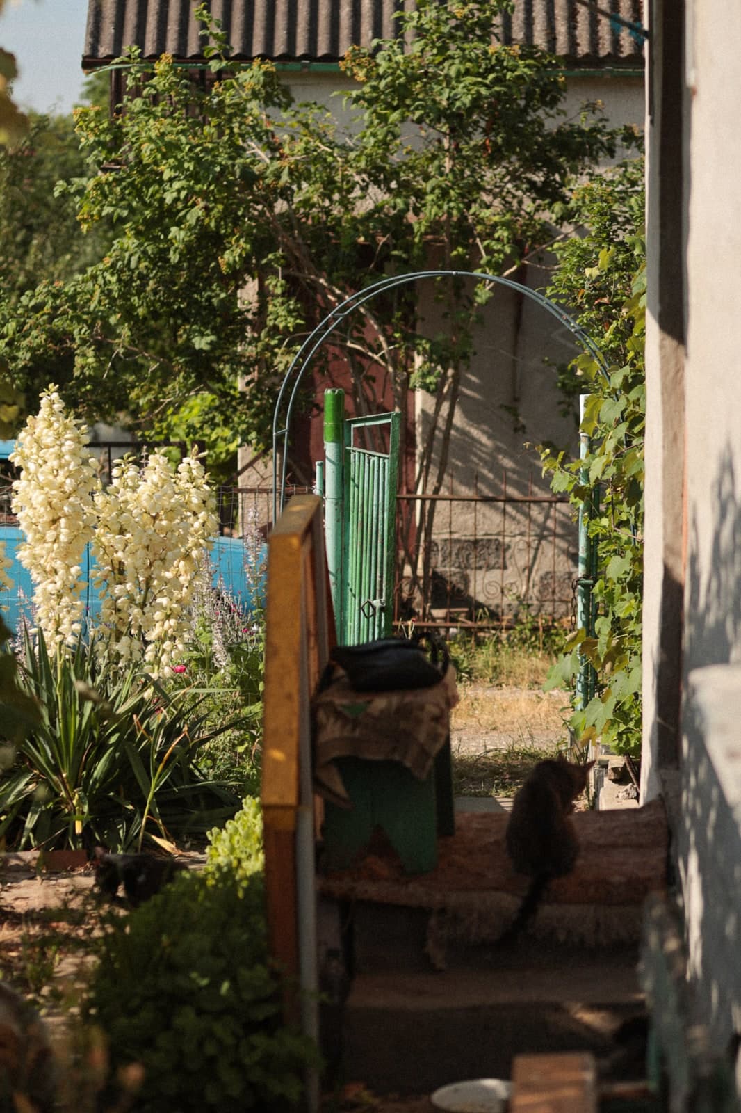 A cat on the steps under a green garden arch, yuccas in bloom