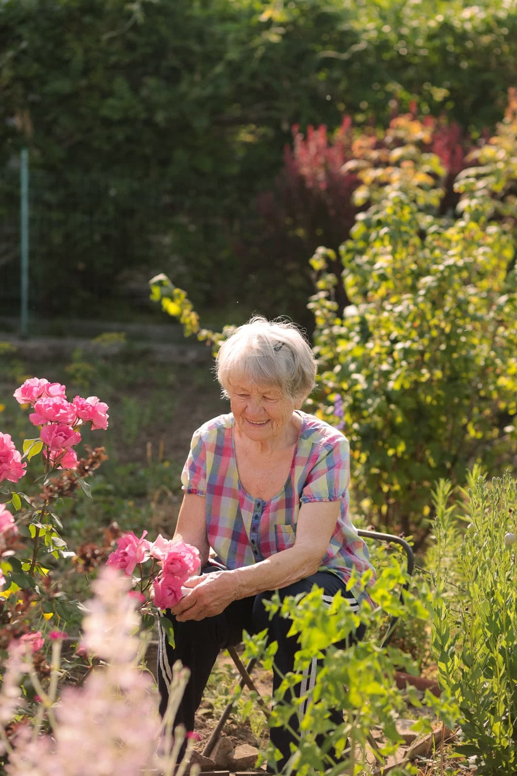 White-haired gardener smiling among pink roses on a sunny afternoon
