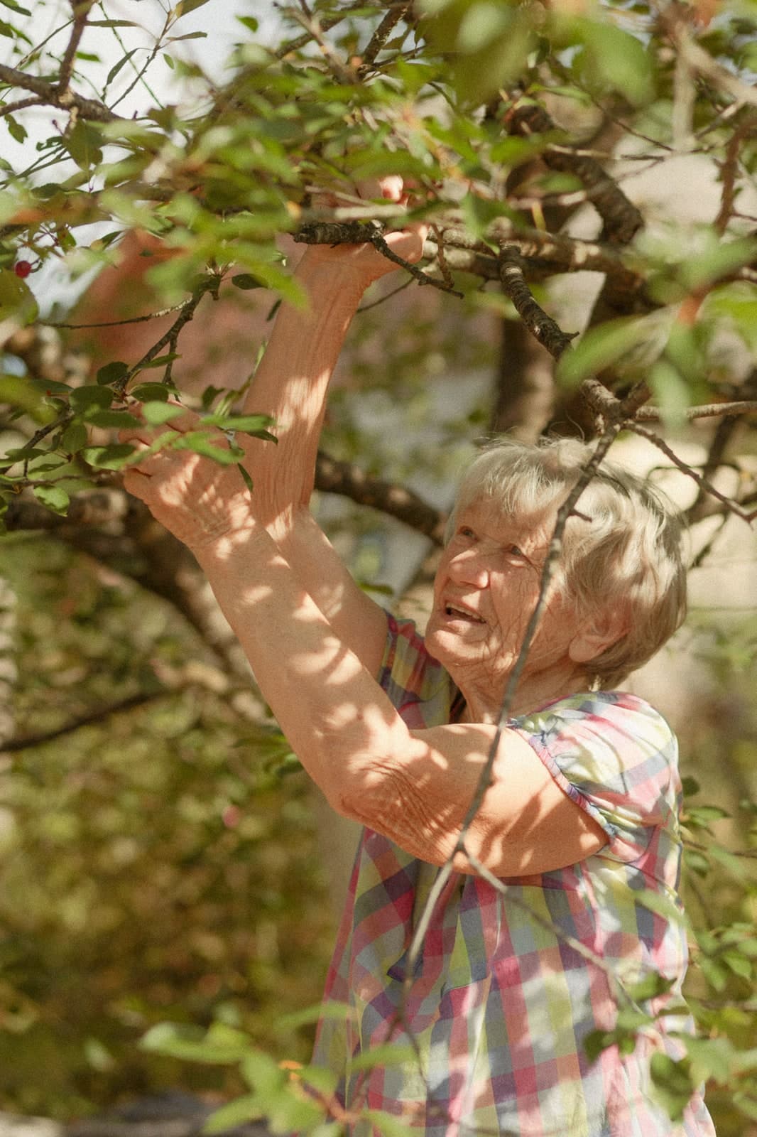 Reaching up into a fruit tree in dappled sunlight