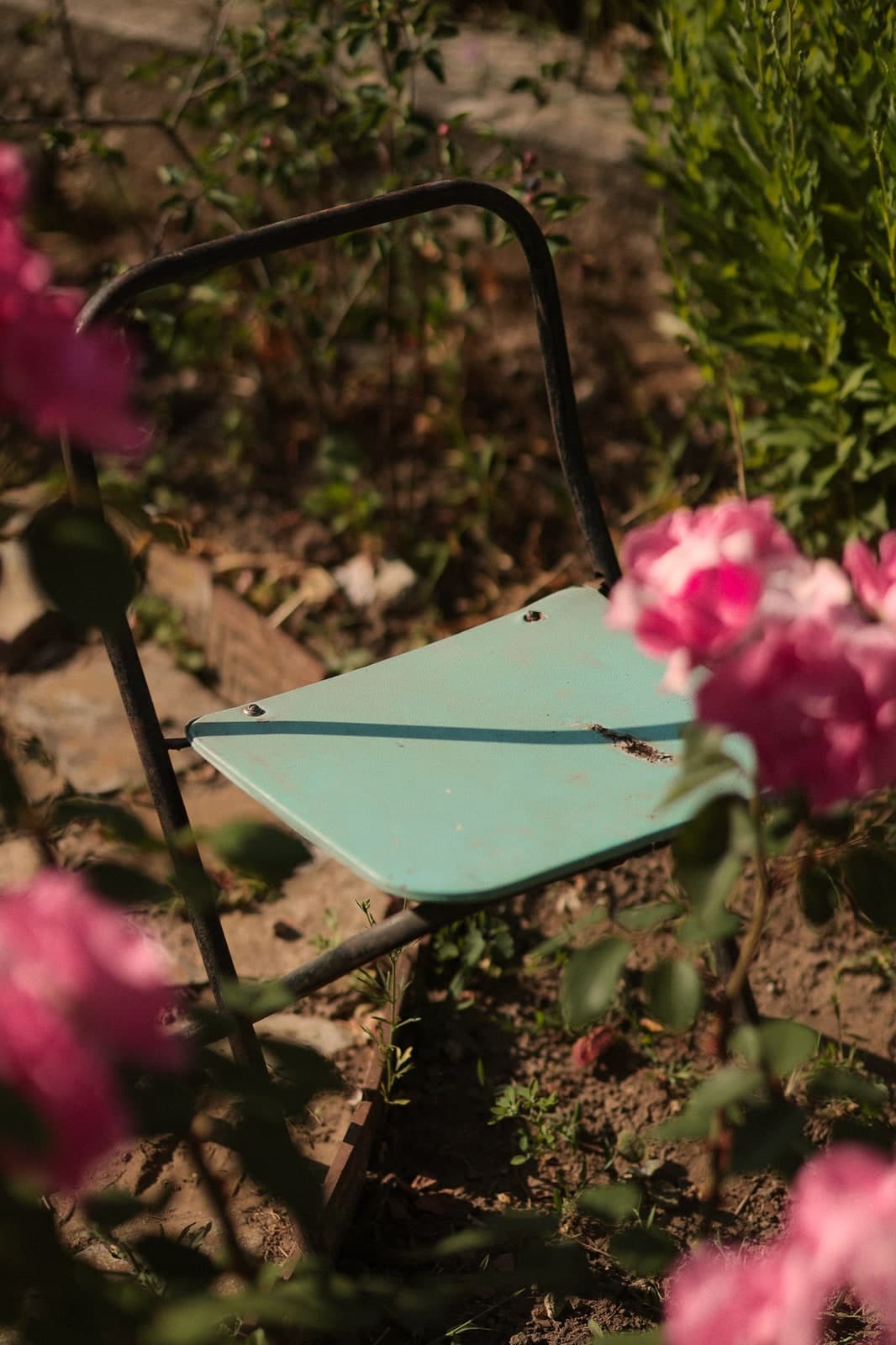 An old turquoise garden chair among pink roses