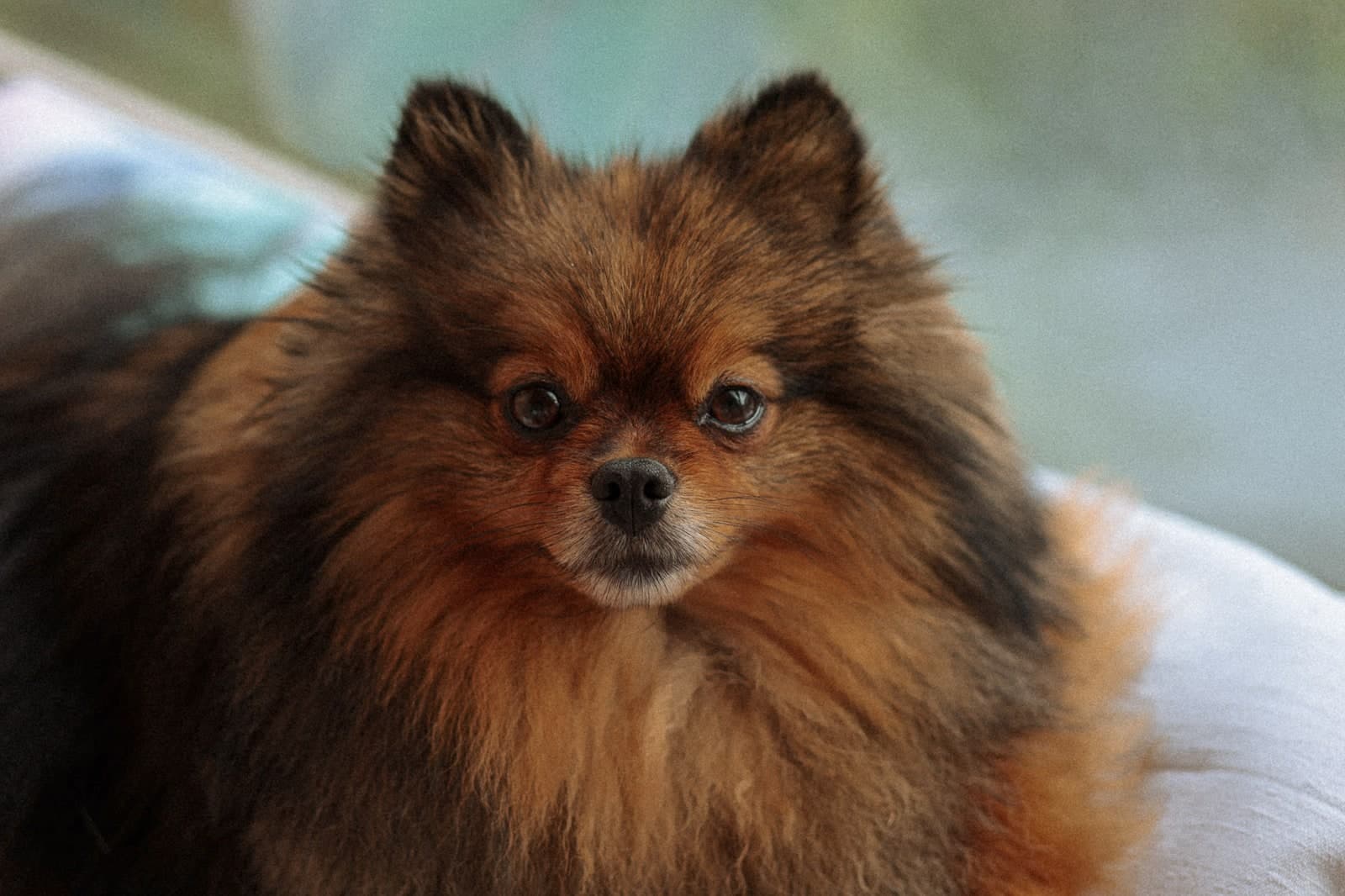 A fluffy Pomeranian looking straight into the camera