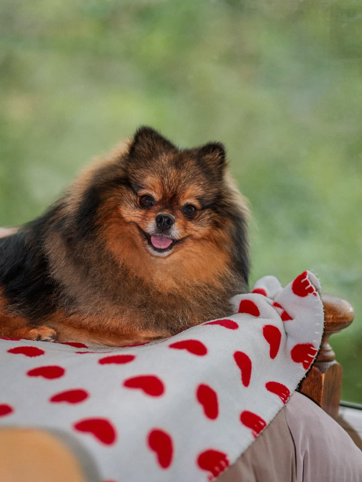 A Pomeranian smiling on a white blanket with red hearts
