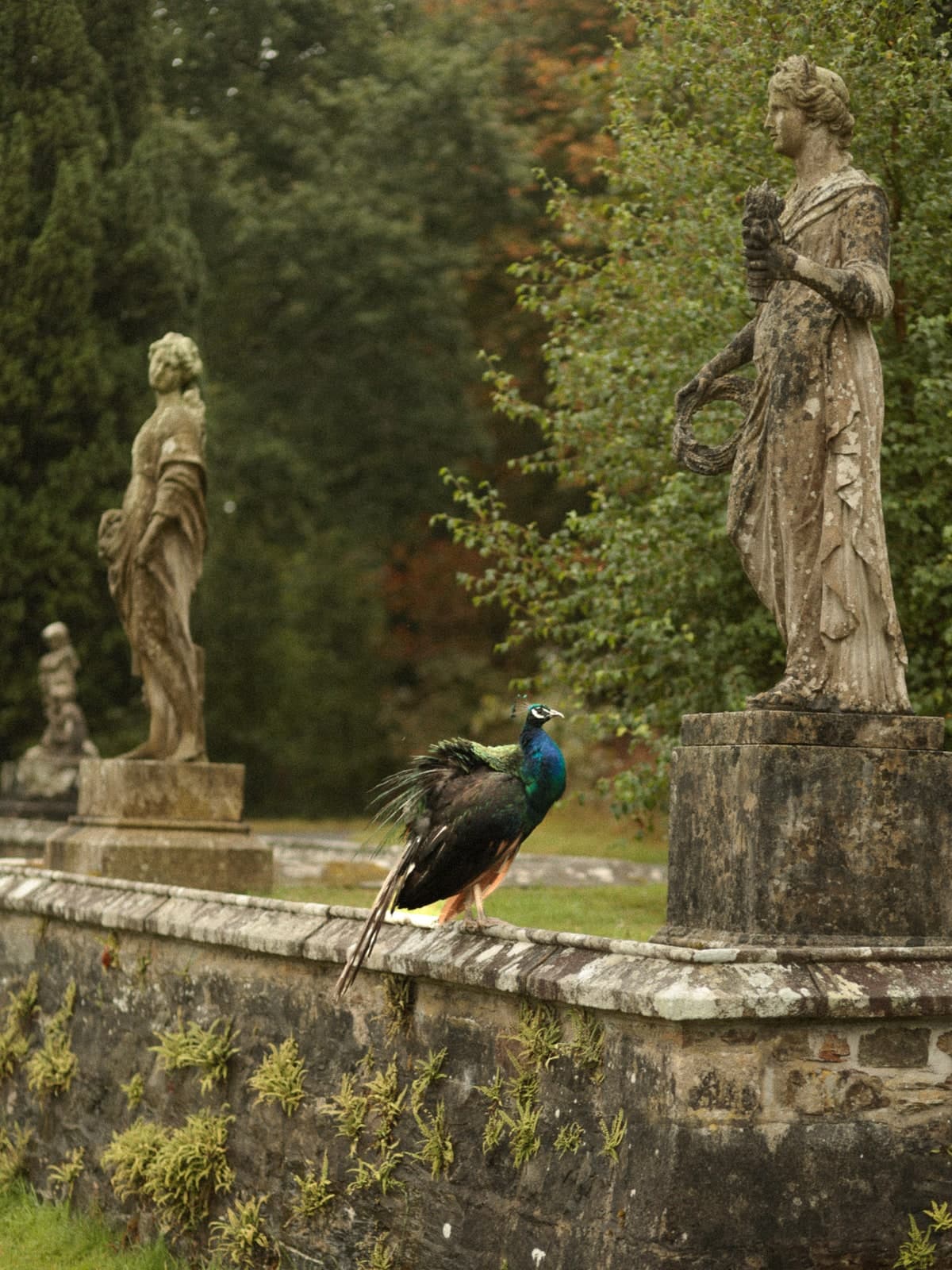 A peacock on a stone balustrade between classical garden statues