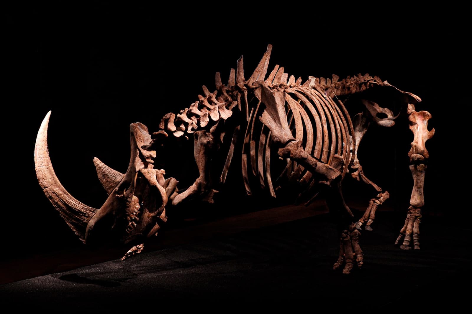 A rhinoceros skeleton in a dark museum hall